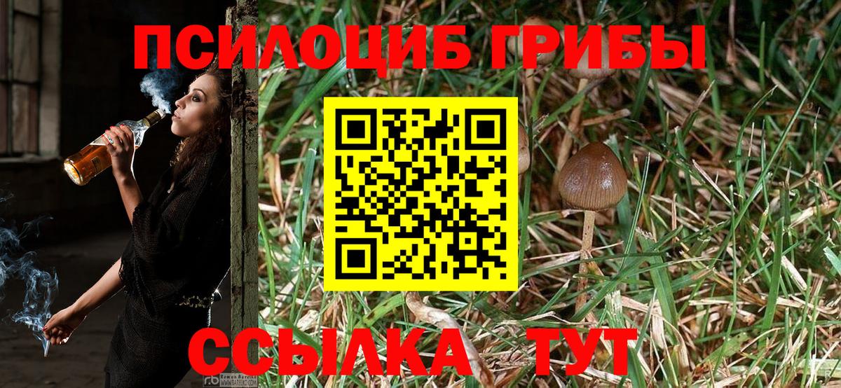 Псилоцибиновые грибы Psilocybine cubensis Шебекино